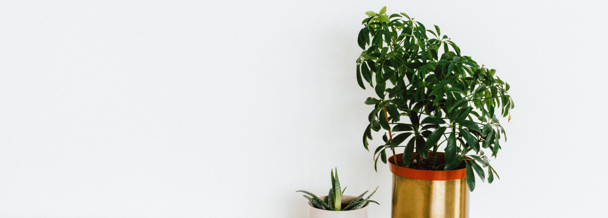Promotional Plants