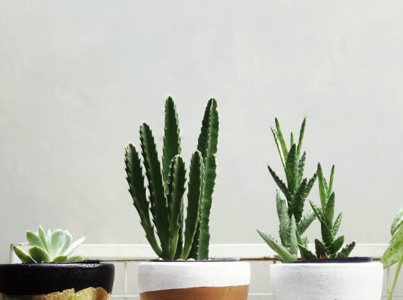 Outdoor Plants